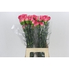 Dianthus St Spritz