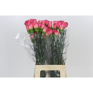 Dianthus St Spritz