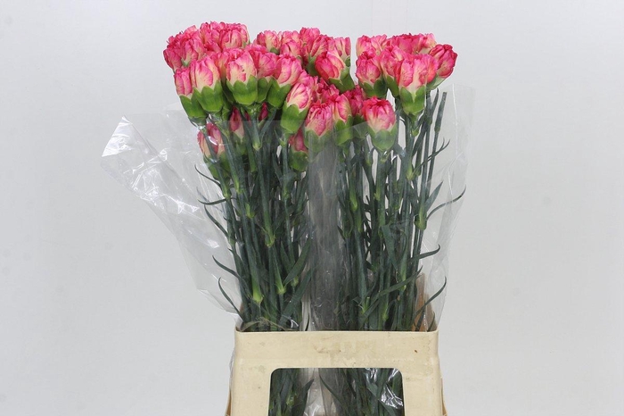 <h4>Dianthus St Spritz</h4>