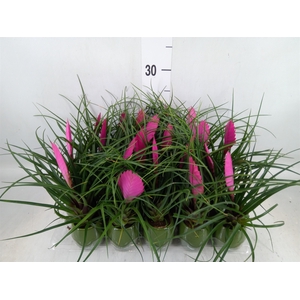 Tillandsia cyanea 'Anita'