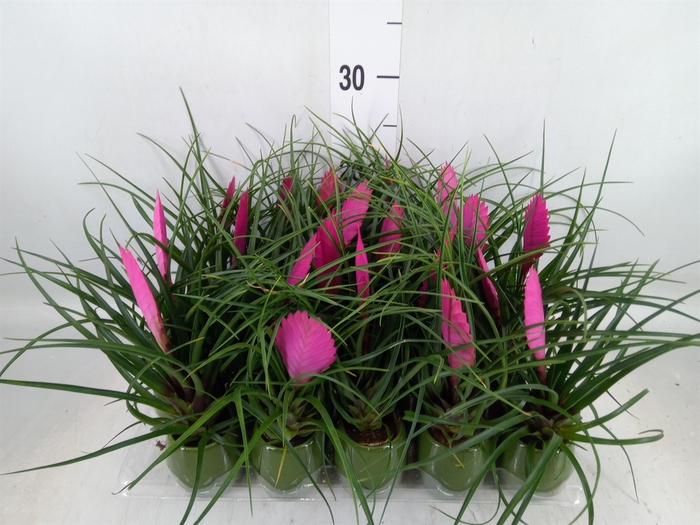 <h4>Tillandsia cyanea 'Anita'</h4>
