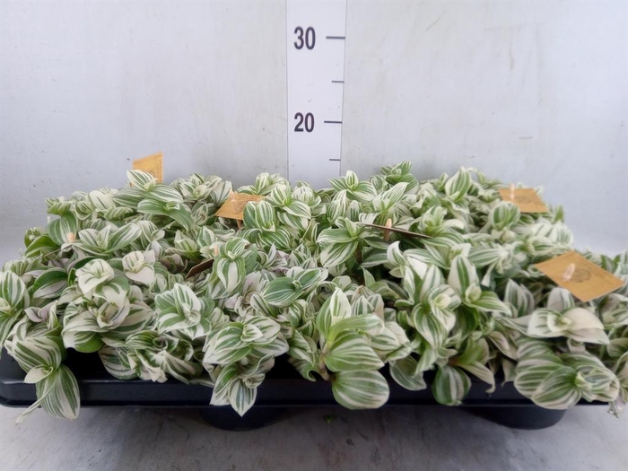 <h4>Tradescantia   ...</h4>
