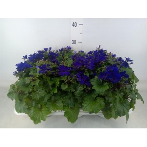 Pericallis cr. 'Senetti Blue Deep'