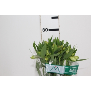 ALSTROEMERIA AKEMI 080 CM