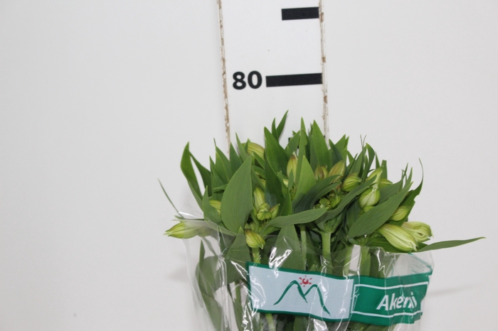 ALSTROEMERIA AKEMI 080 CM