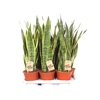 Sansevieria Laurentii