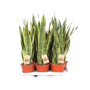 Sansevieria Laurentii