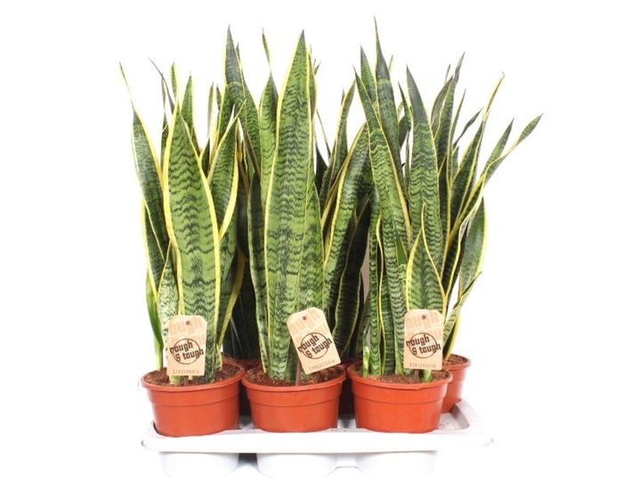 <h4>Sansevieria Laurentii</h4>