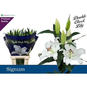 LI OR SIGNUM 5BL