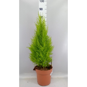 Cupressus macro. 'Goldcrest Wilma'