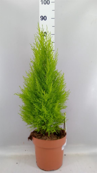 <h4>Cupressus macro. 'Goldcrest Wilma'</h4>