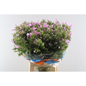 Phlox P Senora