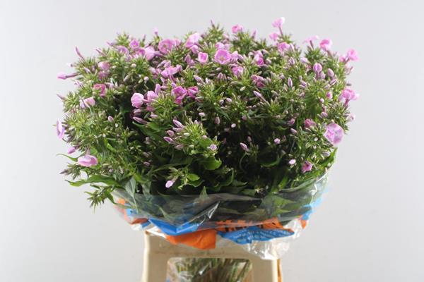 <h4>Phlox P Senora</h4>
