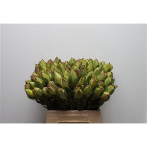 Leucad Discolor Green