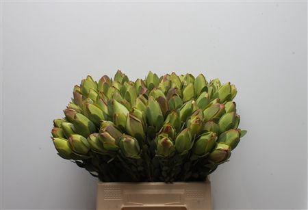 <h4>Leucad Discolor Green</h4>