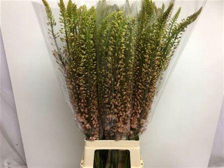 <h4>Eremurus Sh P Star</h4>