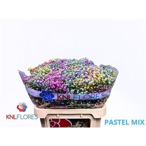 Gyps Klb H% Pastel Mix