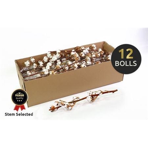 Gossypium (katoen) 12 Bal