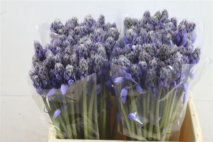 <h4>Scilla Bleu</h4>