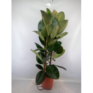 Ficus elastica 'Robusta'