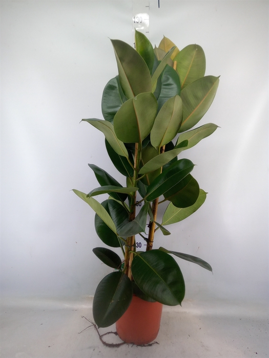 <h4>Ficus elastica 'Robusta'</h4>