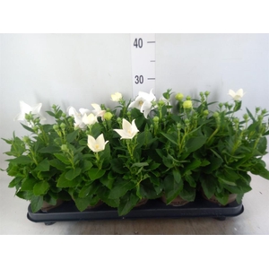 Platycodon grand. 'Astra White'