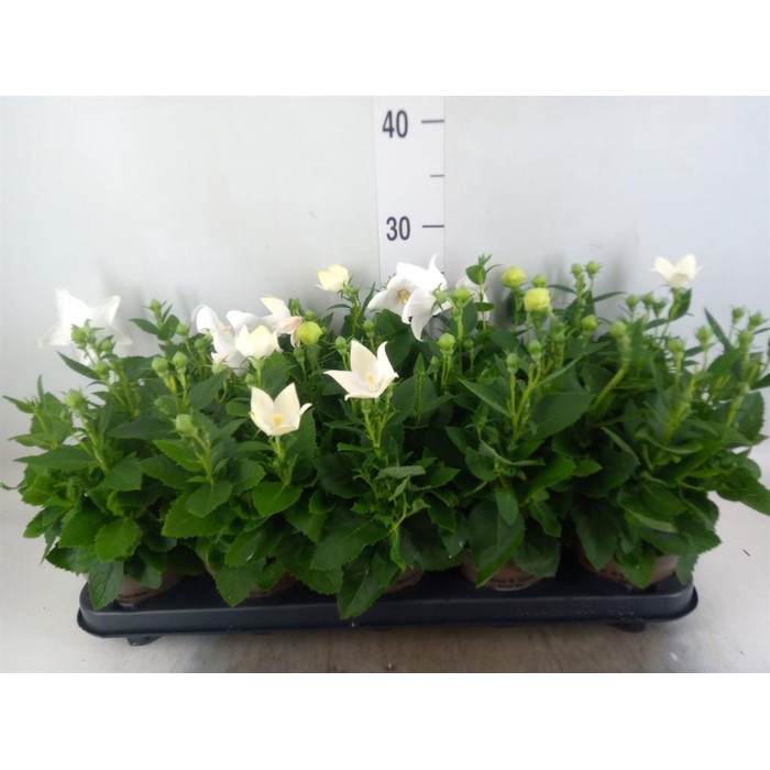 <h4>Platycodon grand. 'Astra White'</h4>