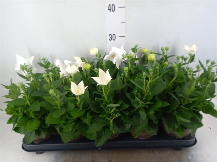 Platycodon grand. 'Astra White'
