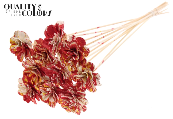 Beetal Rose 6cm on stem Multicolour Red/Yellow