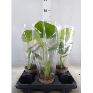 Monstera delic. 'Thai Constellatio'