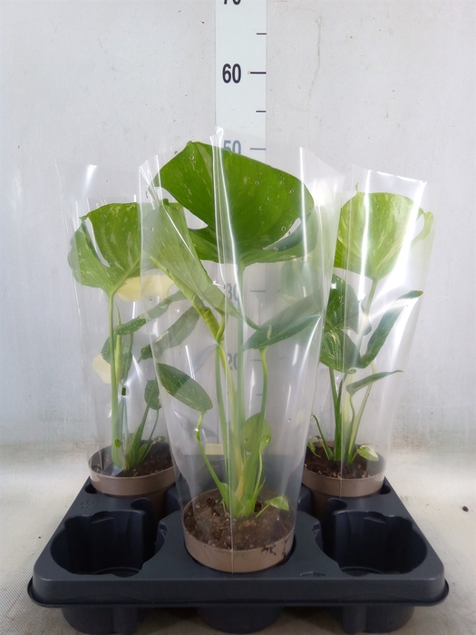 <h4>Monstera delic. 'Thai Constellatio'</h4>