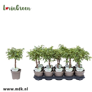 Ficus Kumani Gevlochten