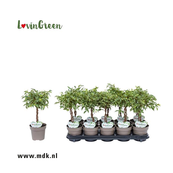 <h4>Ficus Kumani Gevlochten</h4>