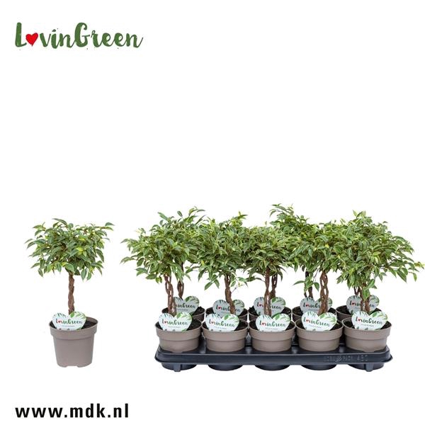 Ficus Kumani Gevlochten