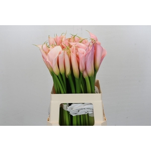 Zantedeschia Eydolls Salmon