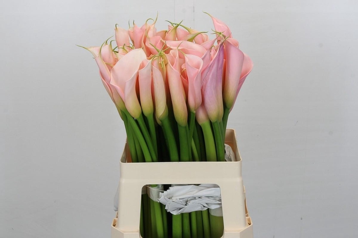 <h4>Zantedeschia Eydolls Salmon</h4>