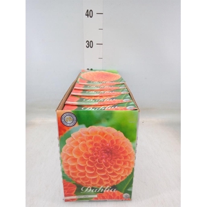 Dahlia   ...flowerbulbs