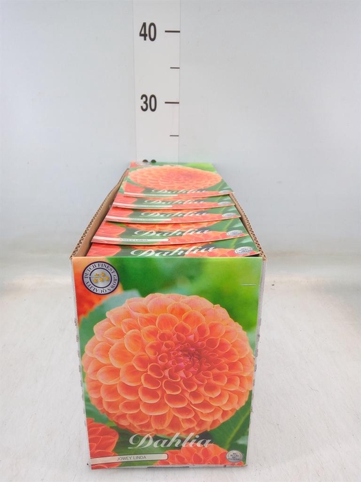 <h4>Dahlia   ...flowerbulbs</h4>