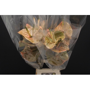 Anthurium Prestige