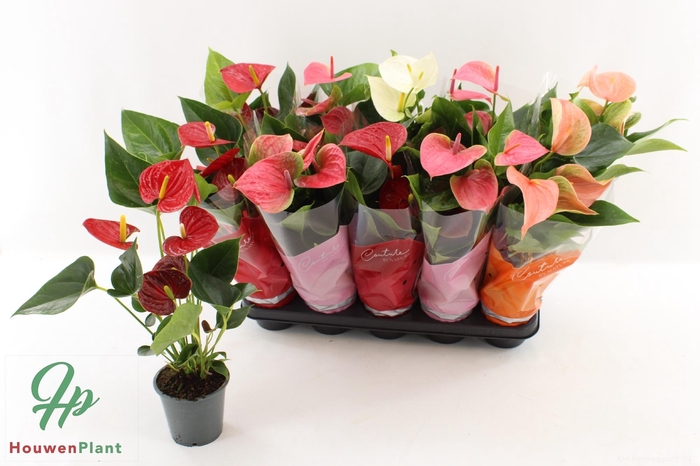 <h4>ANTHU AN GEM 4 KL</h4>