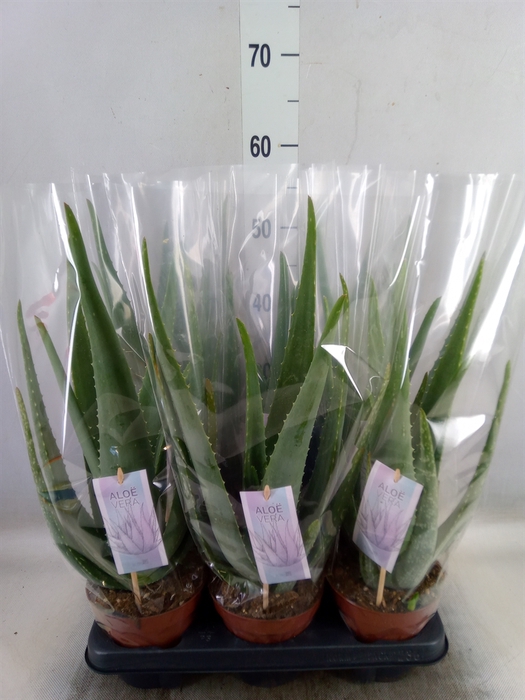 <h4>Aloe vera</h4>