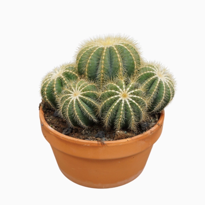 <h4>Cactus</h4>