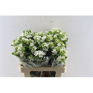 Oxypetalum Perf White Harmony