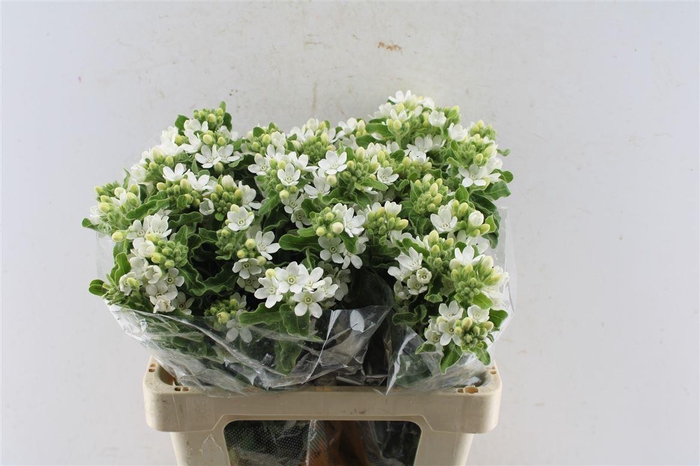 <h4>Oxypetalum Perf White Harmony</h4>