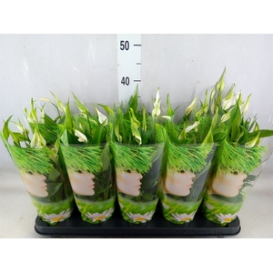 Spathiphyllum  'Korto'
