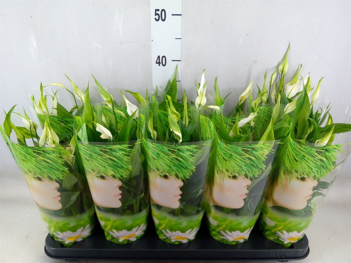 <h4>Spathiphyllum  'Korto'</h4>