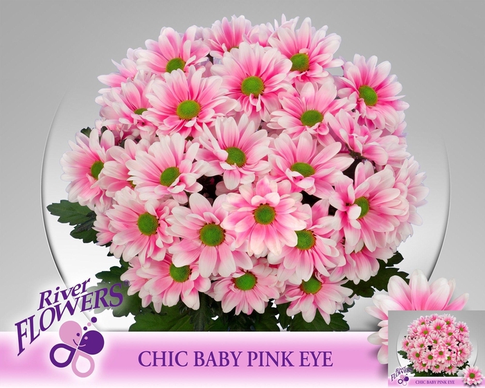 <h4>CHR T CHIC KLB H%</h4>