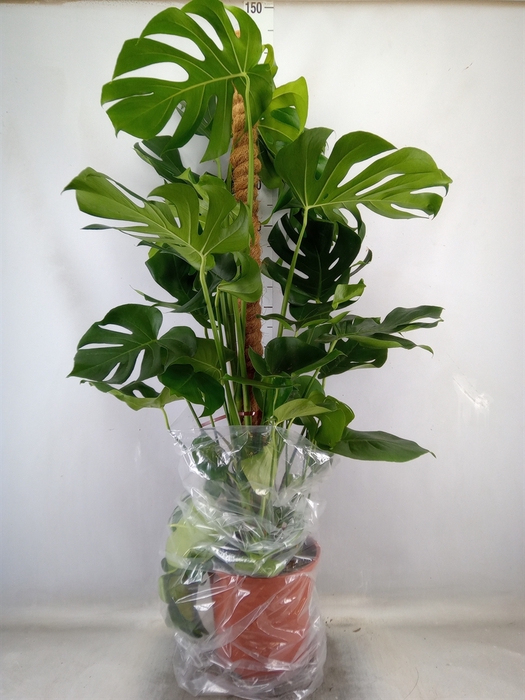 <h4>Monstera delic.</h4>