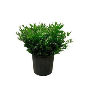 Ruscus Kort 400 Gr