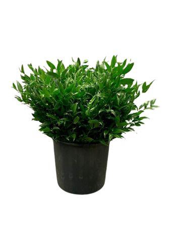 <h4>Ruscus Kort 400 Gr</h4>